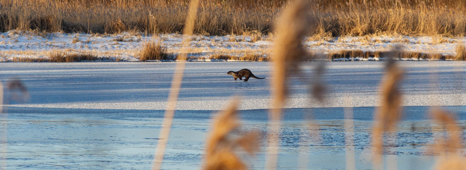 otter op het ijs foto Marline Wennink.jpg