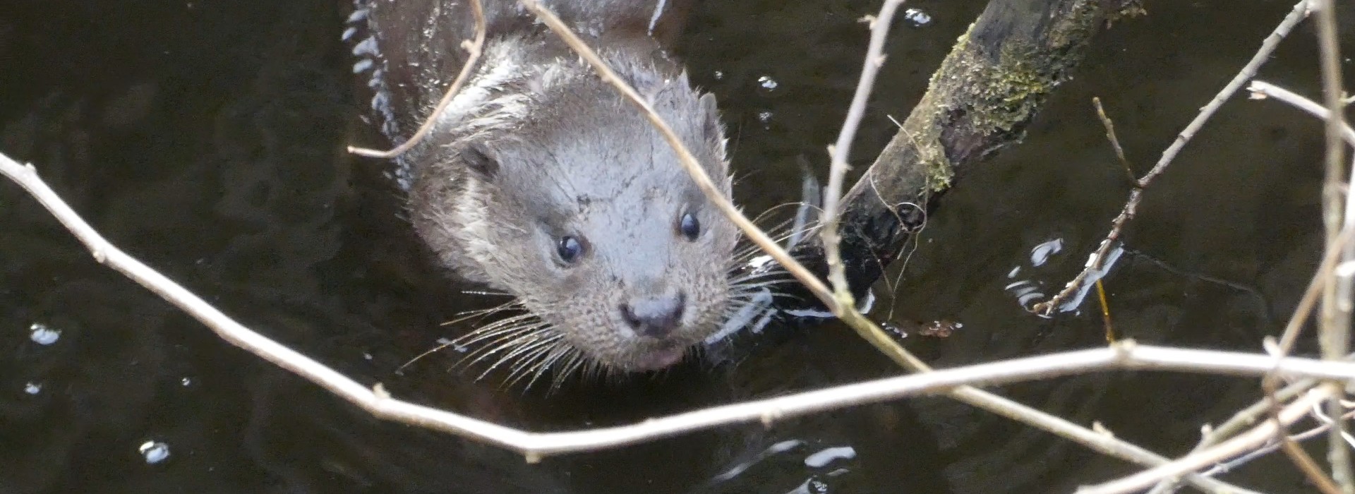 Otter foto Egbert Beens.jpeg