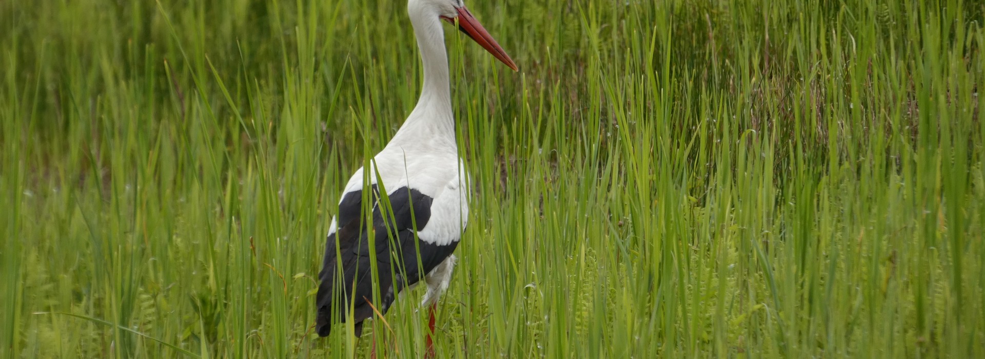 ooievaar foto ~EB .JPG
