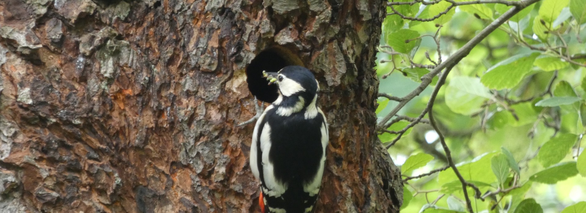 bonte specht foto  eb .JPG