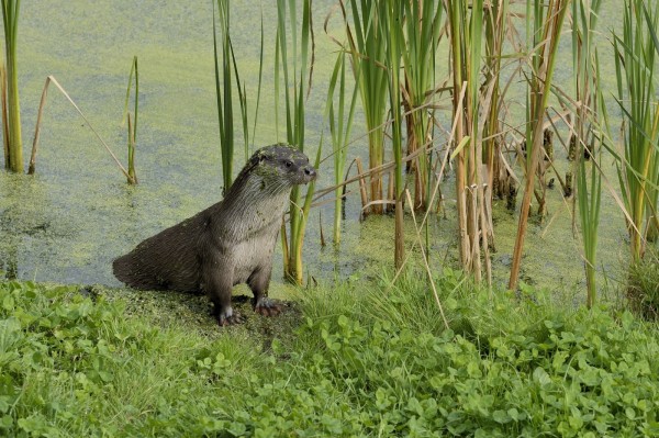 Otter beobachten beim Ferienhaus Overijssel
