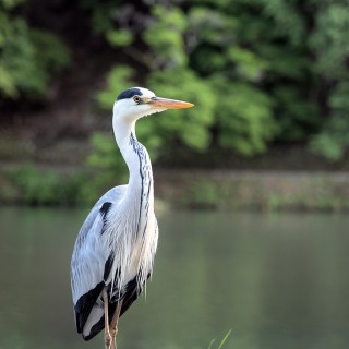 vogelbeobachtung tiny house friesland